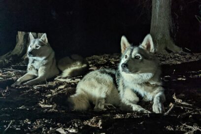 Agrandir l'image, fenêtre modale