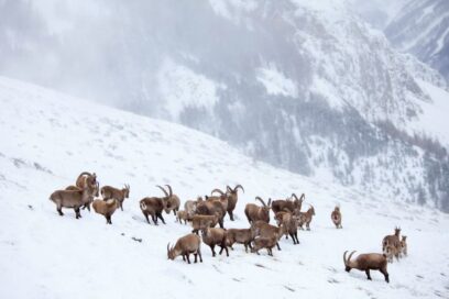 Agrandir l'image, fenêtre modale