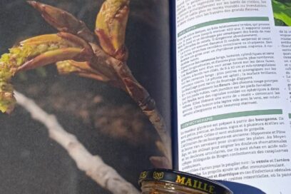 Agrandir l'image, fenêtre modale