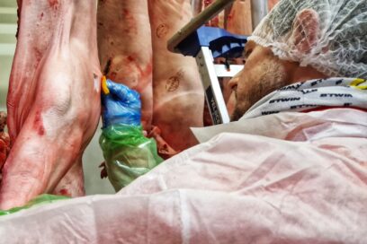 Habillé d'un blouse jetable blanche et d'une charlotte à usage unique, un homme fait des prélèvement à l'aide d'une éponge stérile sur les carcasse de porcs. Ses main sont protégées par deux paires de gants, d'une bleu et l'autre, en dessous, est vert montant jusqu'à mi-bras. - Agrandir l'image, fenêtre modale