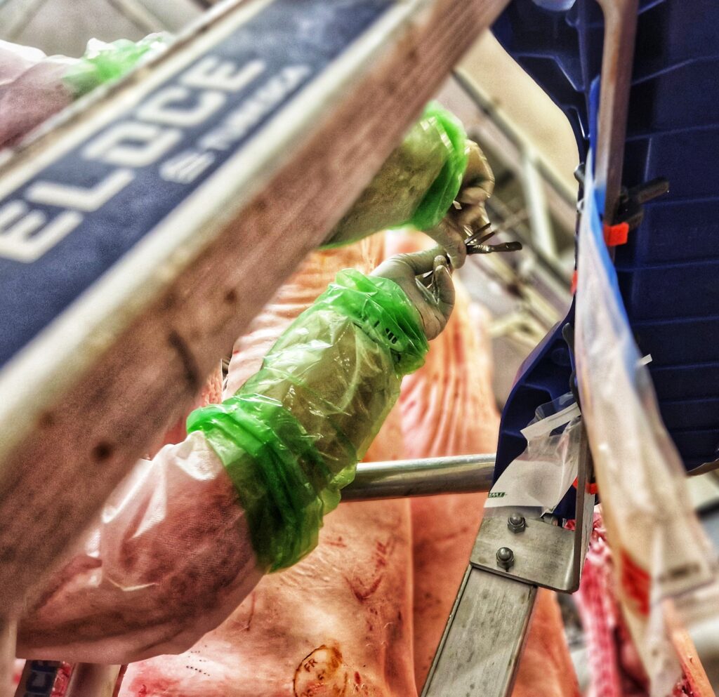 Au milieu de la photo, le point est fait sur une paire de mains recouvertes de gants en plastique vert remontant jusqu'à mi-bras surmonté d'une deuxième pare en latex blanc. Entre ses doit, des outil chirurgicaux, un scalpel et ce qui ressemble à une pince à épilé de bonne taille. On distingue également une partie d'un escabeau e métal et plastique bleu. En arrière plan on distingue des carcasses de porcs. - Agrandir l'image, fenêtre modale