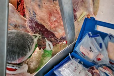 Accroupi au sol un homme charlotte à usage unique sur la tête est vêtu d'une blouse blanche jetable. Ses mains sont protégées par une double paires de gant. L'une en plastique vert montant jusqu'à mi-bras. L'autre, par dessus, en latex blanc. Il est train de prélever un bout de viande sue l'impressionnante carcasse de bovin qui lui fait face à l'aide d'une pine pareille à une pince à épilée et un scalpel. À côté de lui, sur la plateforme d'un escabeau une mallette en plastique bleu électrique est remplie de sachets en plastique dont certains contiennent des éponge d'autre des petit bout de viande. - Agrandir l'image 1 sur 6, fenêtre modale