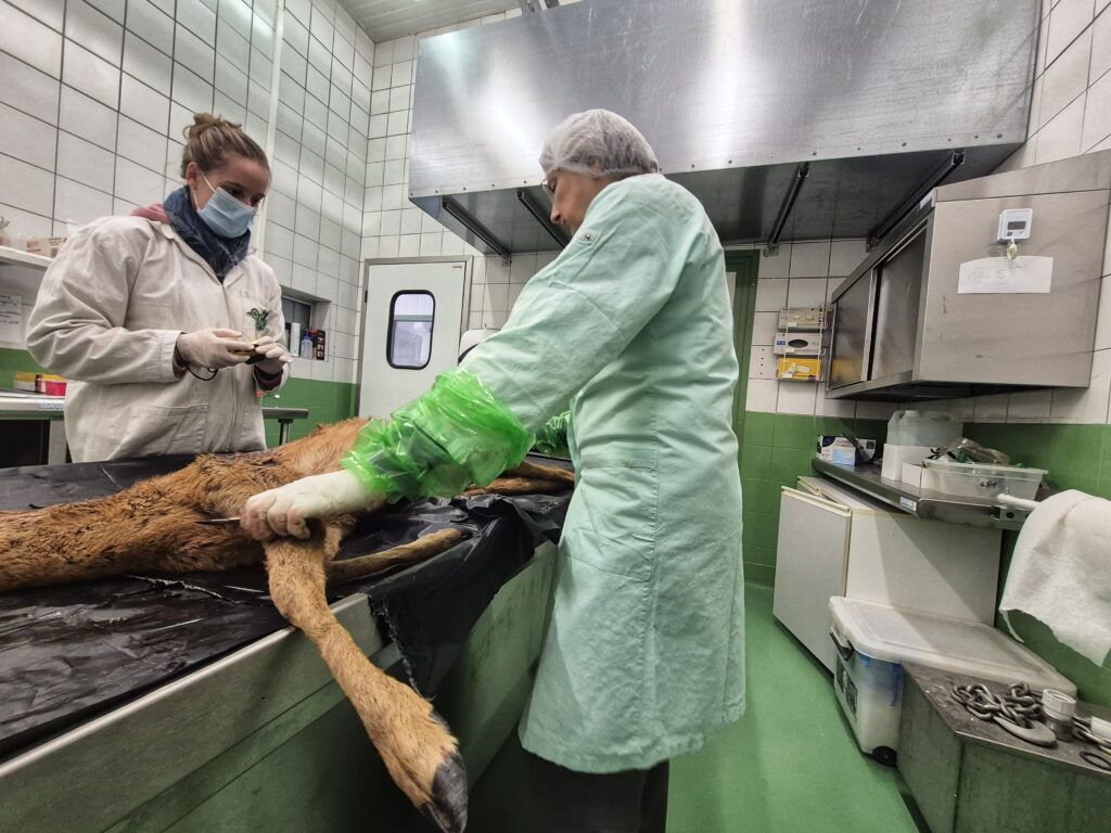 Deux femme en habit médicaux sont en train d'autopsier un chevreuil. - Agrandir l'image, fenêtre modale