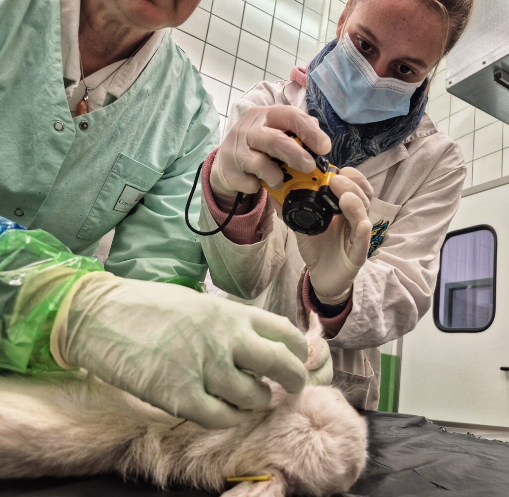 Deux femmes en habits médicaux sont penchées sur le corps d'un chevreau sur le point de se faire autopsié. L'une des deux prend en photo la boucle d'oreille d'autehnefication de l'animal. - Agrandir l'image, fenêtre modale