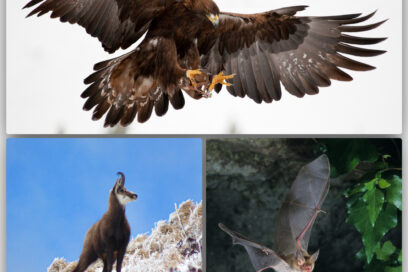 Montage photo composé de trois clichés. En haut un aigle royal ailes déployées. En bas à gauche un chamois dans un paysage d'hiver. En bas à droite une chauve-souris en plein vol dans une grotte. - Agrandir l'image, fenêtre modale