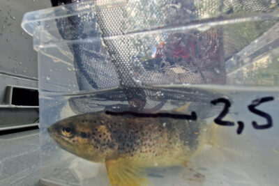 Dans une boite en plastique translucide, une petite truite - Agrandir l'image 6 sur 6, fenêtre modale