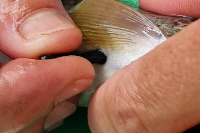 En gros plan le ventre d'un poisson posé sur une table. Une petite capsule lui est introduite à l'endroit d'un petit orifice. - Agrandir l'image 5 sur 6, fenêtre modale