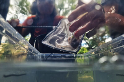 Une femme dont on ne distingue que la silhouette plonge transfère à l'aide d'une épuisette une petit poisson qu'on distingue mal dans une boite translucide replie d'eau. On devine par les feuillage en arrière plan que le scène se déroule en plein nature. - Agrandir l'image 4 sur 6, fenêtre modale