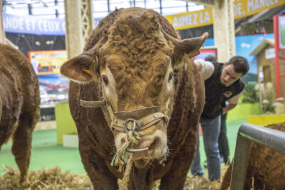 Vache présente au salon de l'agriculture - Agrandir l'image 17 sur 25, fenêtre modale