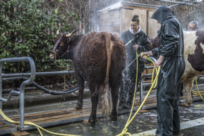 Une vache en cours de nettoyage à coups de jets d'eau dans les extérieurs du salon - Agrandir l'image 19 sur 25, fenêtre modale
