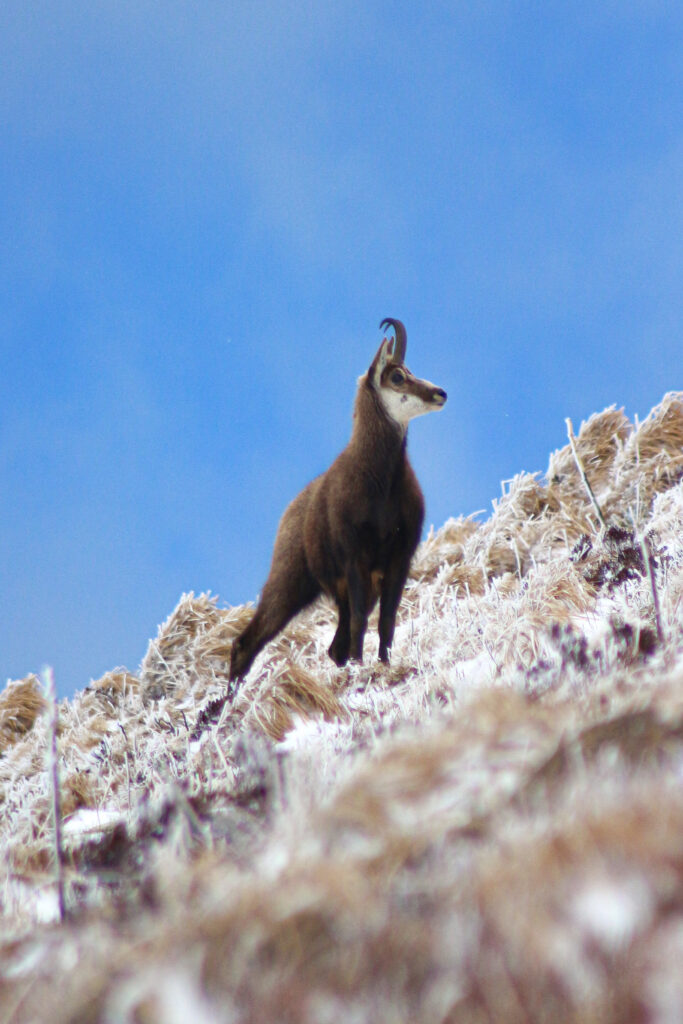 Au milieu de la photo un chamois à l'arrêt sur une pente qui regarde vers le haut. La photo est divisée en deux moitié égale en oblique. Dans la partie supérieure le ciel est bleu légèrement voilé. Un sol aux herbes sèches recouvertes de givre compose la partie inférieure. - Agrandir l'image, fenêtre modale