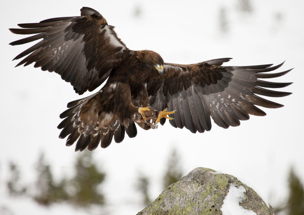 Gros plan sur un aigle royal qui, toutes serres devant et ailes déployées s'apprête à atterrir sur un rocher dont on aperçoit légèrement le sommet dans le coin inférieur droit de la photo. Le ciel hivernal est blanc. - Agrandir l'image, fenêtre modale