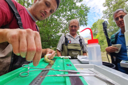 Deux hommes habillés de waders et cuissardes, regard avec attention un troisième homme qui se tiens devant une table équipé d'un réglet, scalpel et ciseaux chirurgicaux. Ce dernier est en train d'équipé un poisson d'une puce de hautes technologie. - Agrandir l'image, fenêtre modale