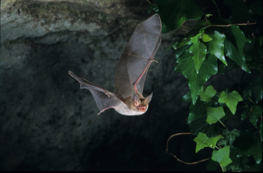 Gros plan sur une petite chauve-souris en plein vol dans une grotte. Sur la partie droite de la photo on distingue du lierre vert. - Agrandir l'image, fenêtre modale