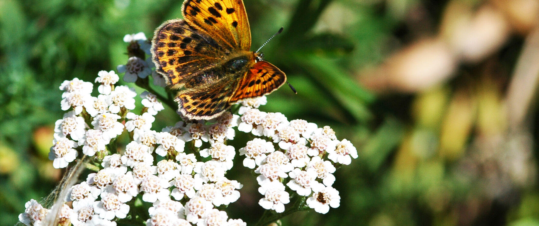 Papillon posé sur une fleur dans la forêt de Beynaves