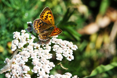 Papillon posé sur une fleur dans la forêt de Beynaves