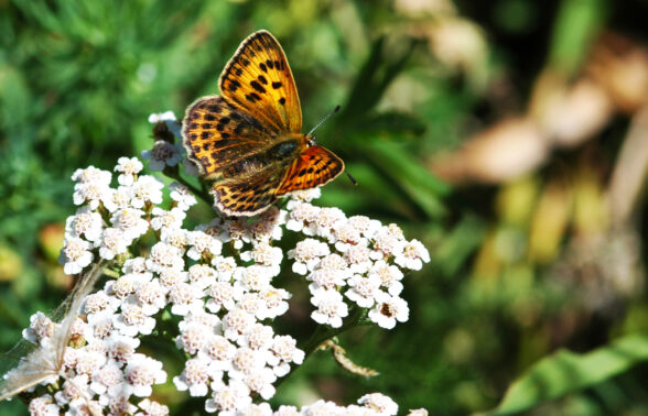 Papillon posé sur une fleur dans la forêt de Beynaves