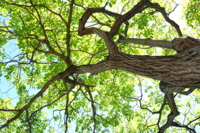 Arbre - Agrandir l'image, fenêtre modale