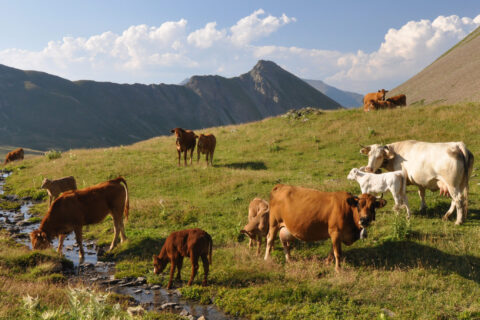 Troupeau de vaches en Montagne