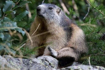 Agrandir l'image, fenêtre modale