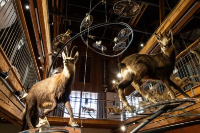 Agrandir l'image, fenêtre modale