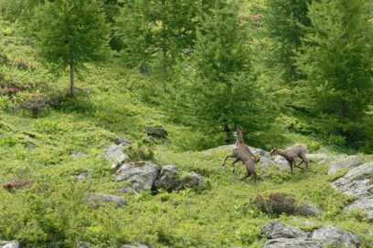 Agrandir l'image, fenêtre modale