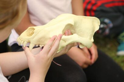 Agrandir l'image, fenêtre modale