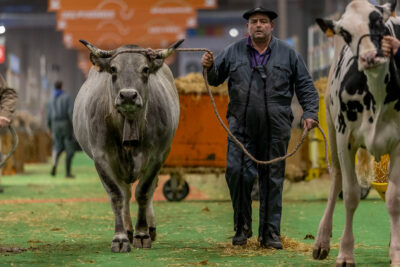 Agriculteur qui balade sa vache au salon de l'agriculture - Agrandir l'image 10 sur 19, fenêtre modale