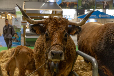 Vache avec de belles cornes au salon de l'agriculture 2025 - Agrandir l'image 19 sur 19, fenêtre modale