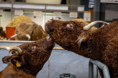 Deux vaches qui se font des bisous au salon de l'agriculture - Agrandir l'image 9 sur 19, fenêtre modale