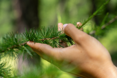Agrandir l'image, fenêtre modale