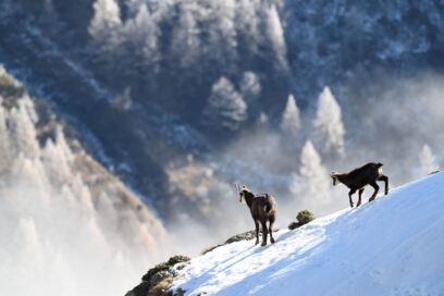 Agrandir l'image, fenêtre modale